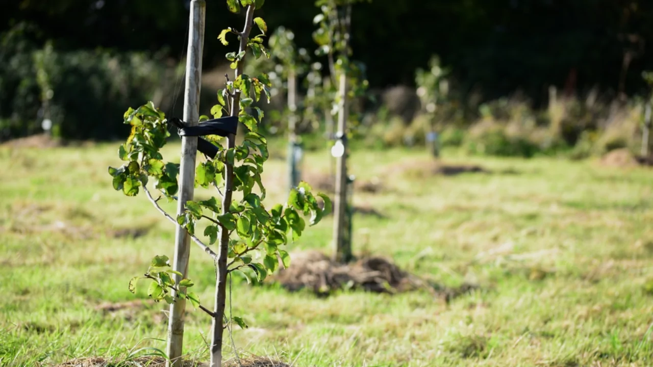 Can Roundup Kill juvenile trees