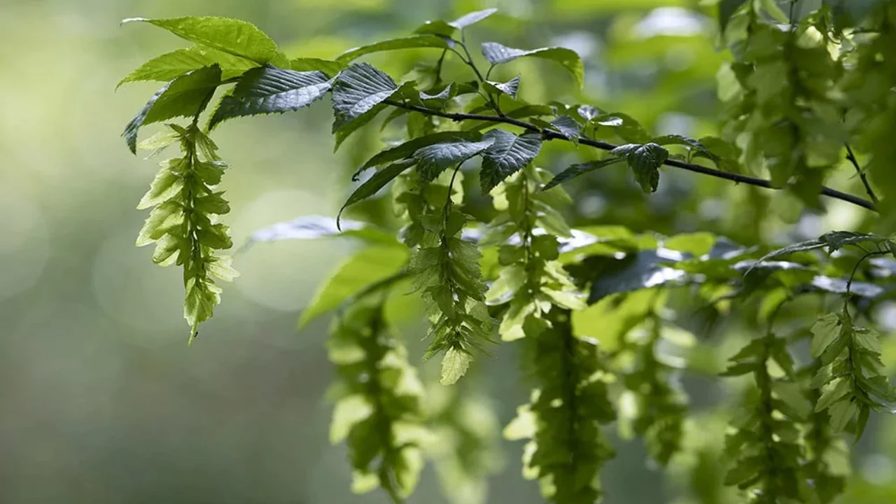 Carpinus caroliniana