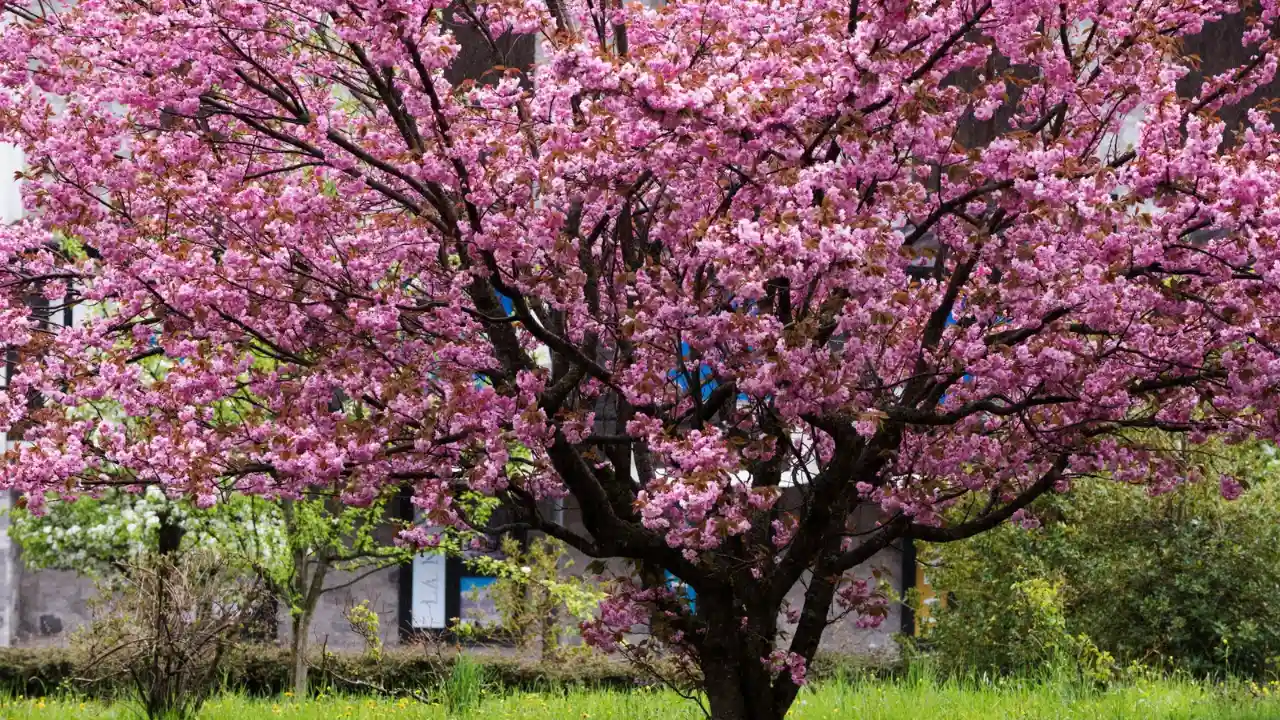 Cherry Blossom Trees