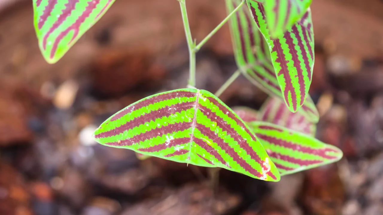Christia Obcordata Growing Guide (Butterfly Plant Guide) 2 Christia Obcordata butterfly leaves