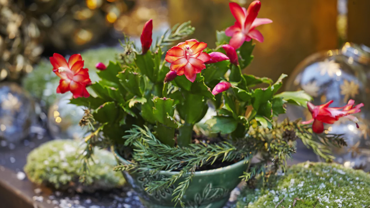 Christmas Cactus