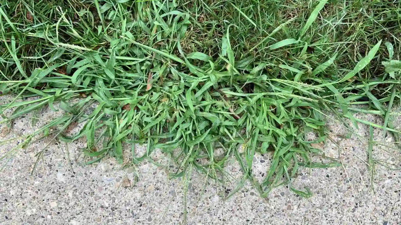 Controlling the Common Creeping Weeds