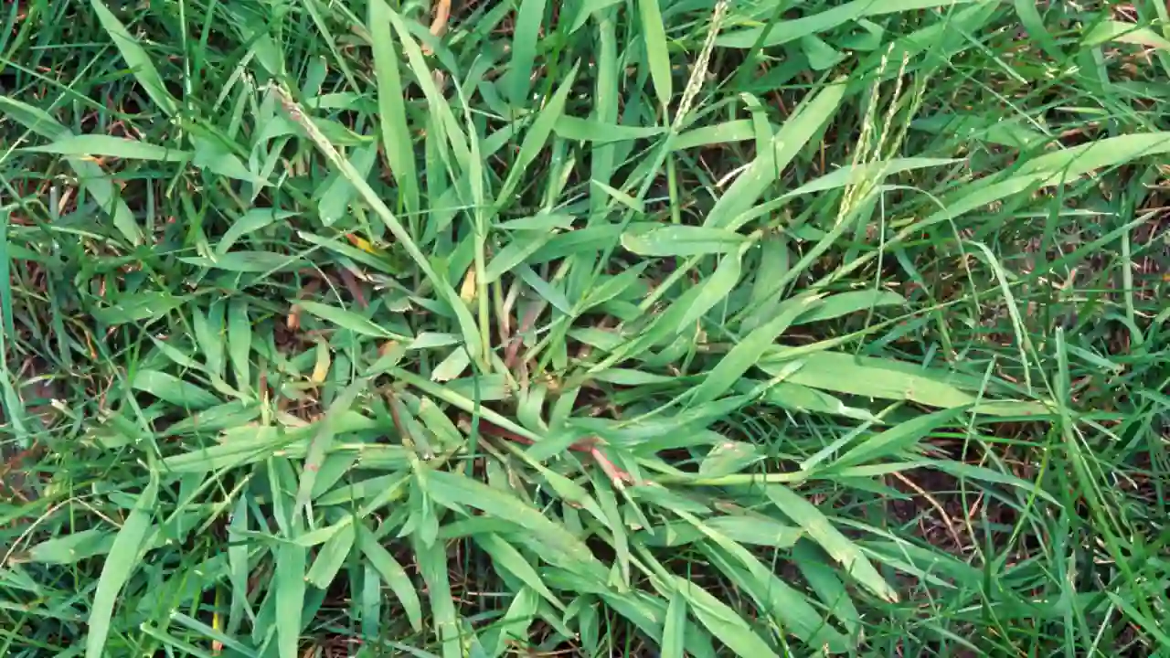 Crabgrass