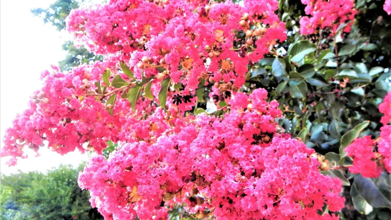 9 Plants That Love Epsom Salts 7 Crape Myrtles