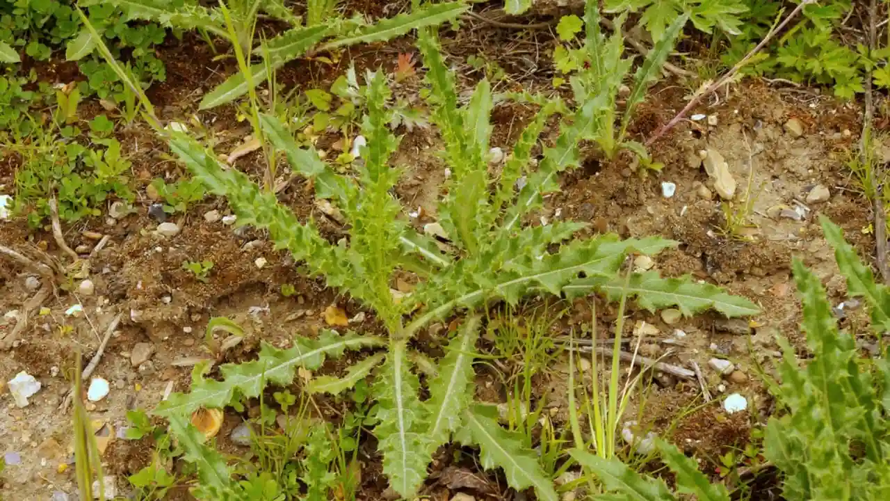 Common Creeping Weeds