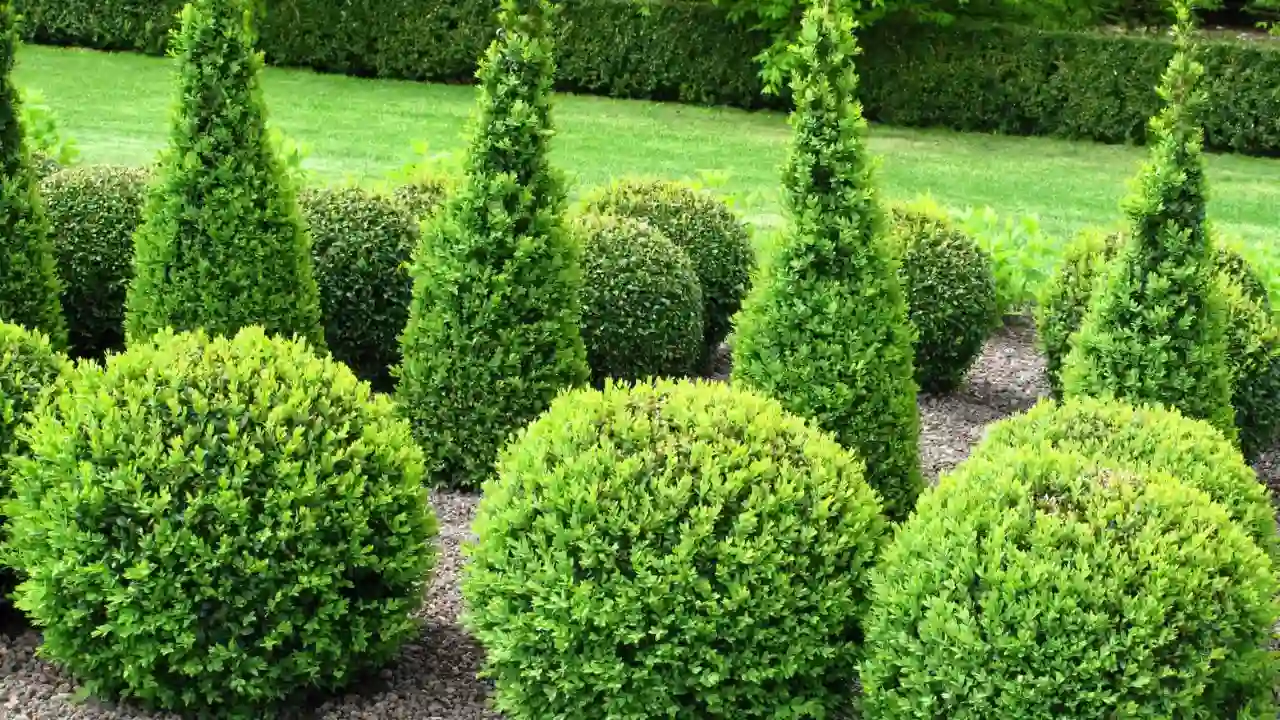 Nice Dwarf Evergreen Trees for Pots
