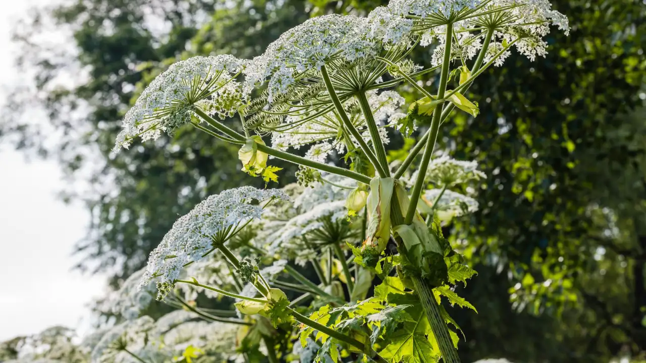 11 Tall Garden Weeds (With Images) 7 Diant Hogweed