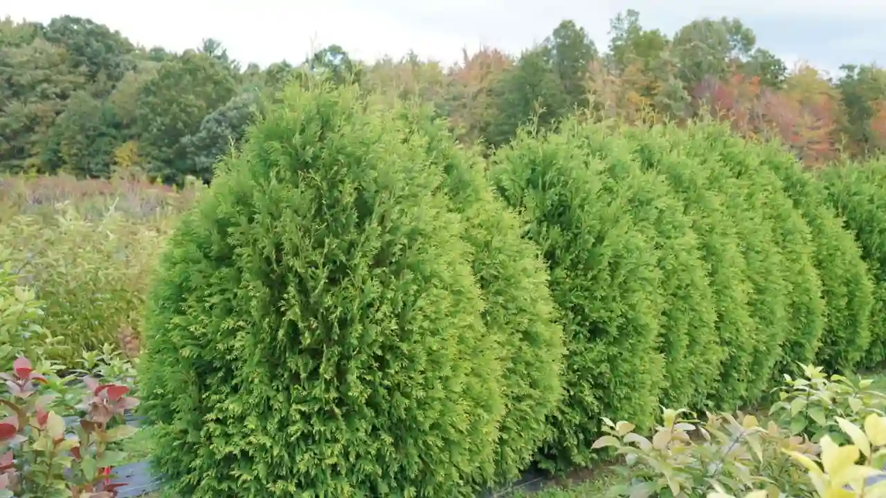 Dwarf Arborvitae