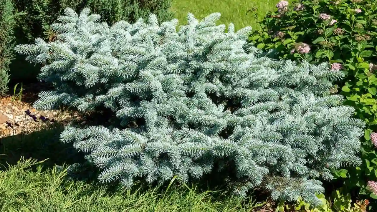 Dwarf Blue Spruce 1