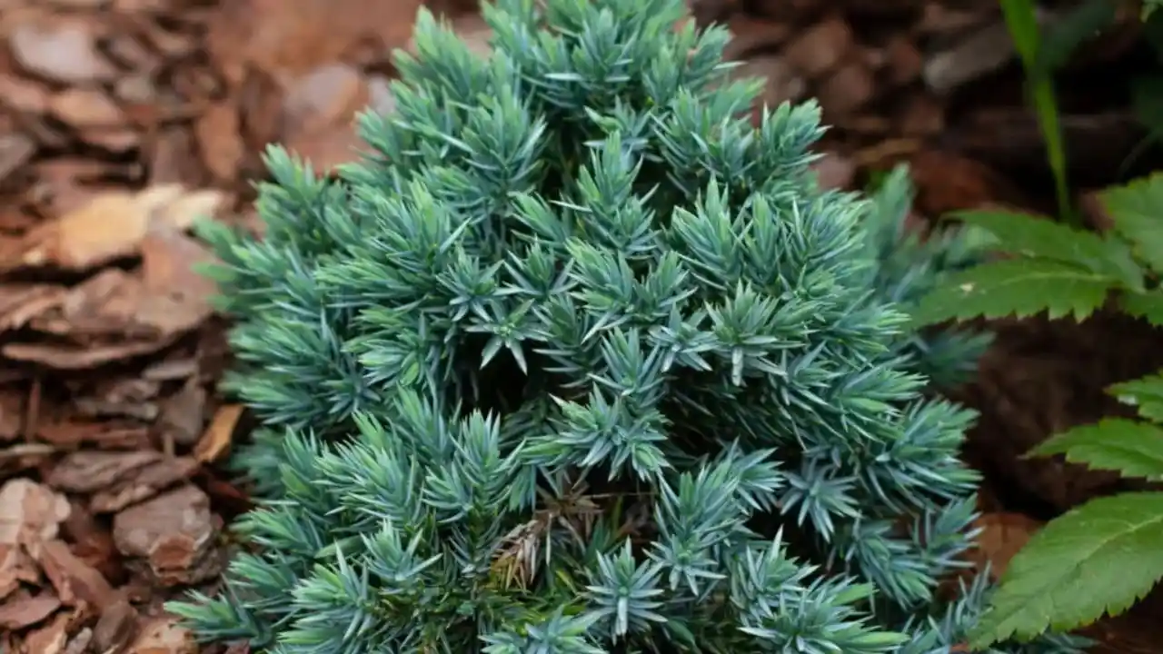 Dwarf Blue Star Juniper