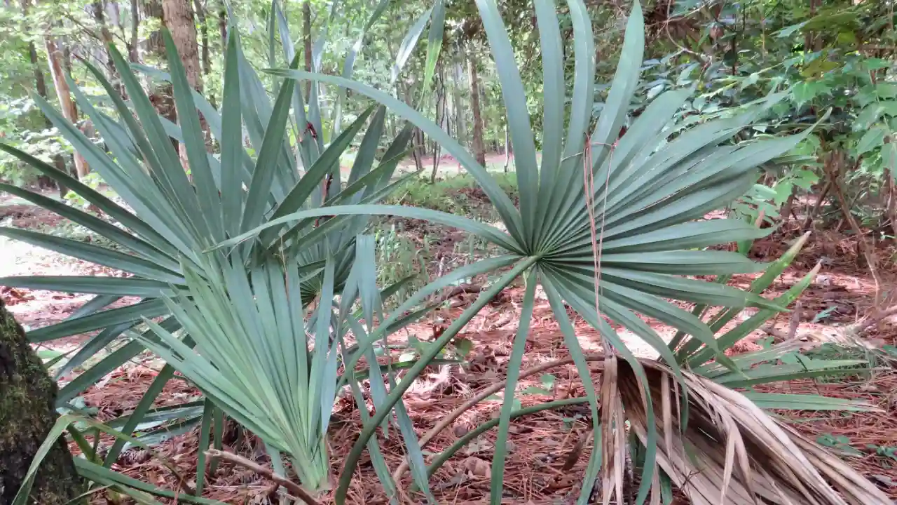 Dwarf Palmetto