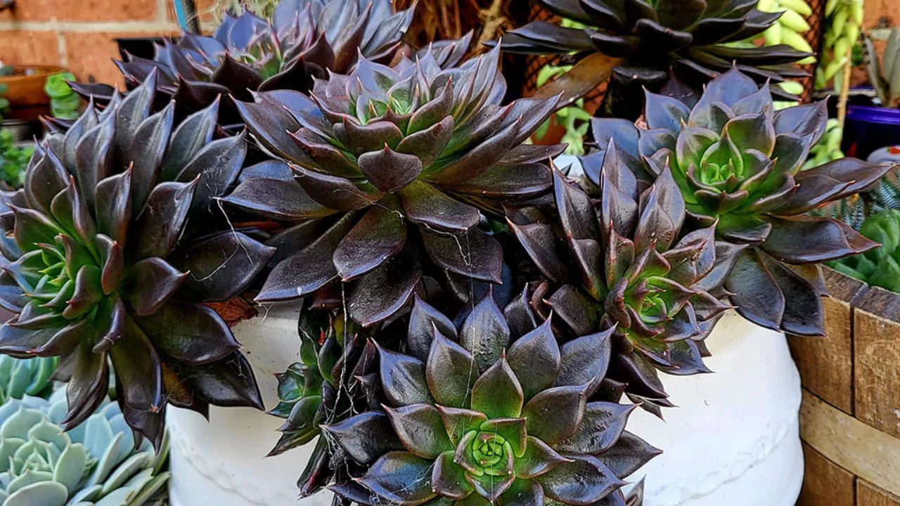 Echeveria Black Prince