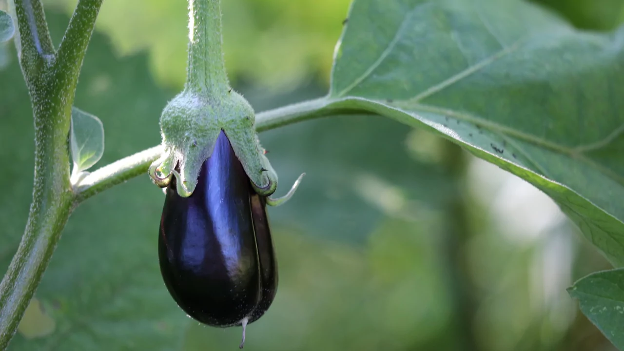 9 Plants That Love Epsom Salts 5 Eggplant