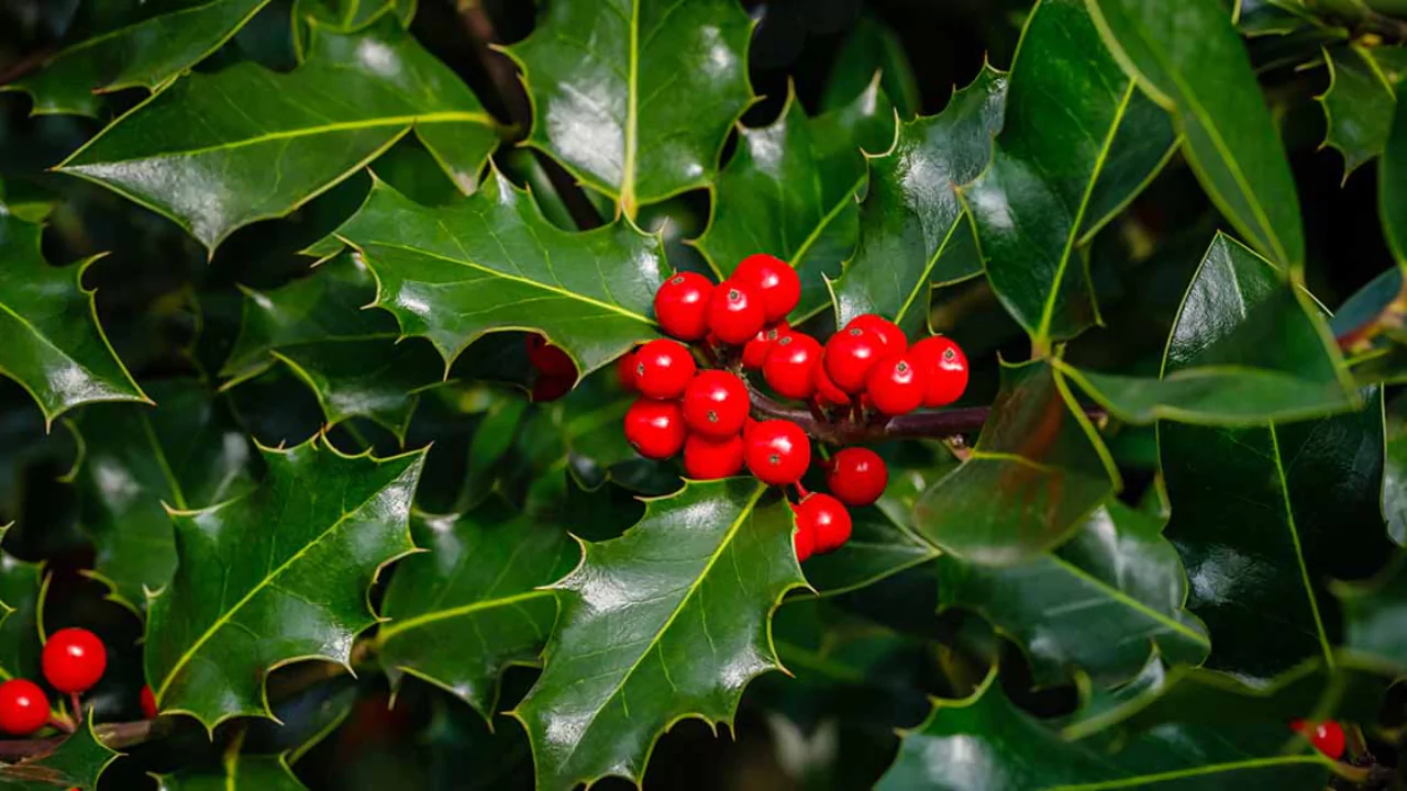 English Holly
