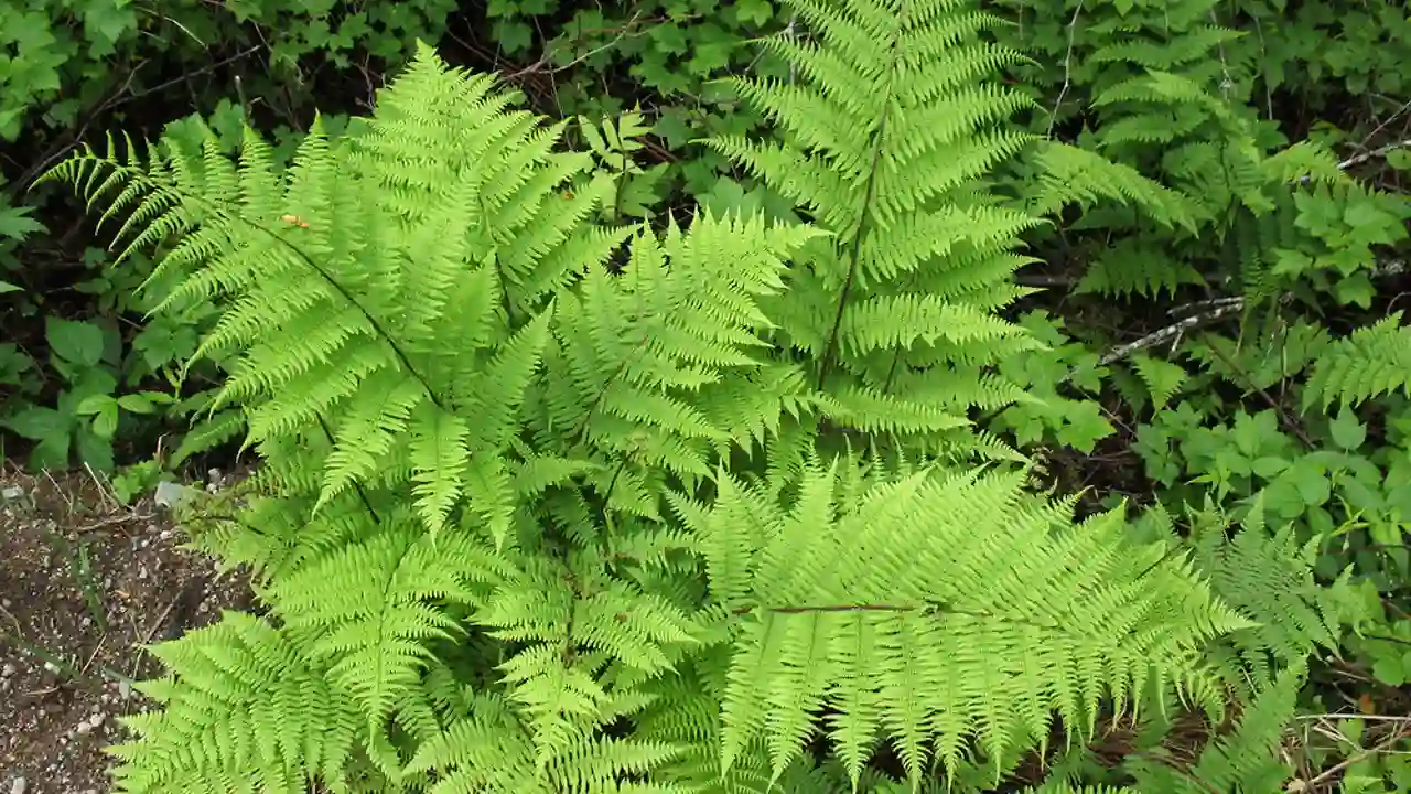 9 Plants That Love Epsom Salts 9 Ferns