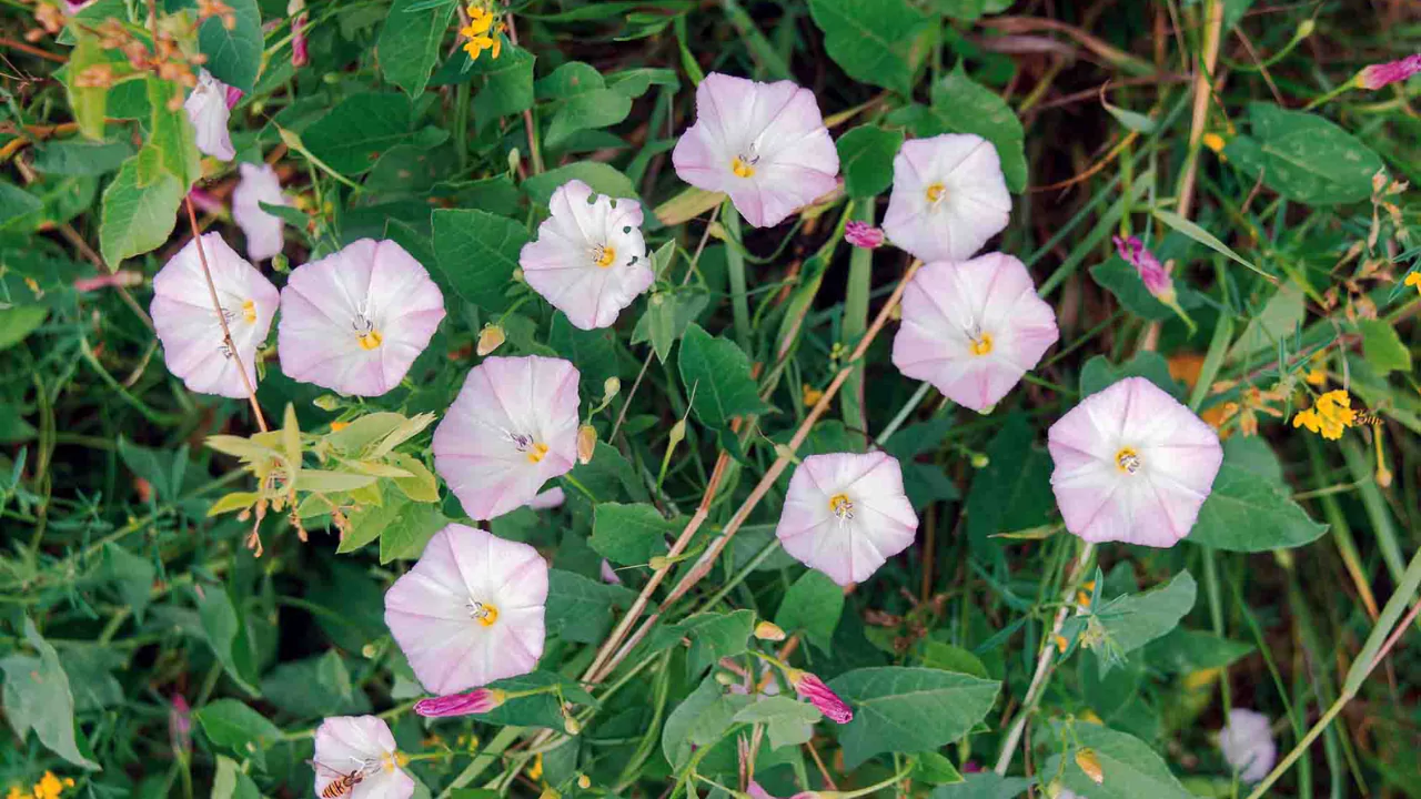 Field Bindweed