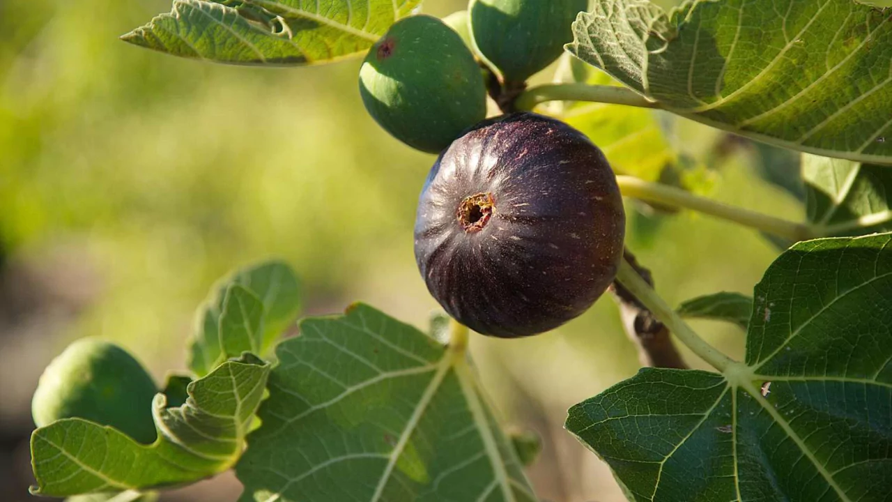 Fig Trees