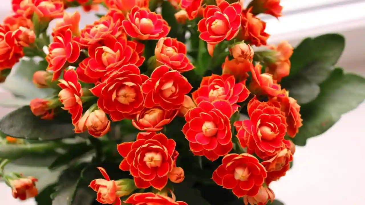 Flaming Katy Kalanchoe