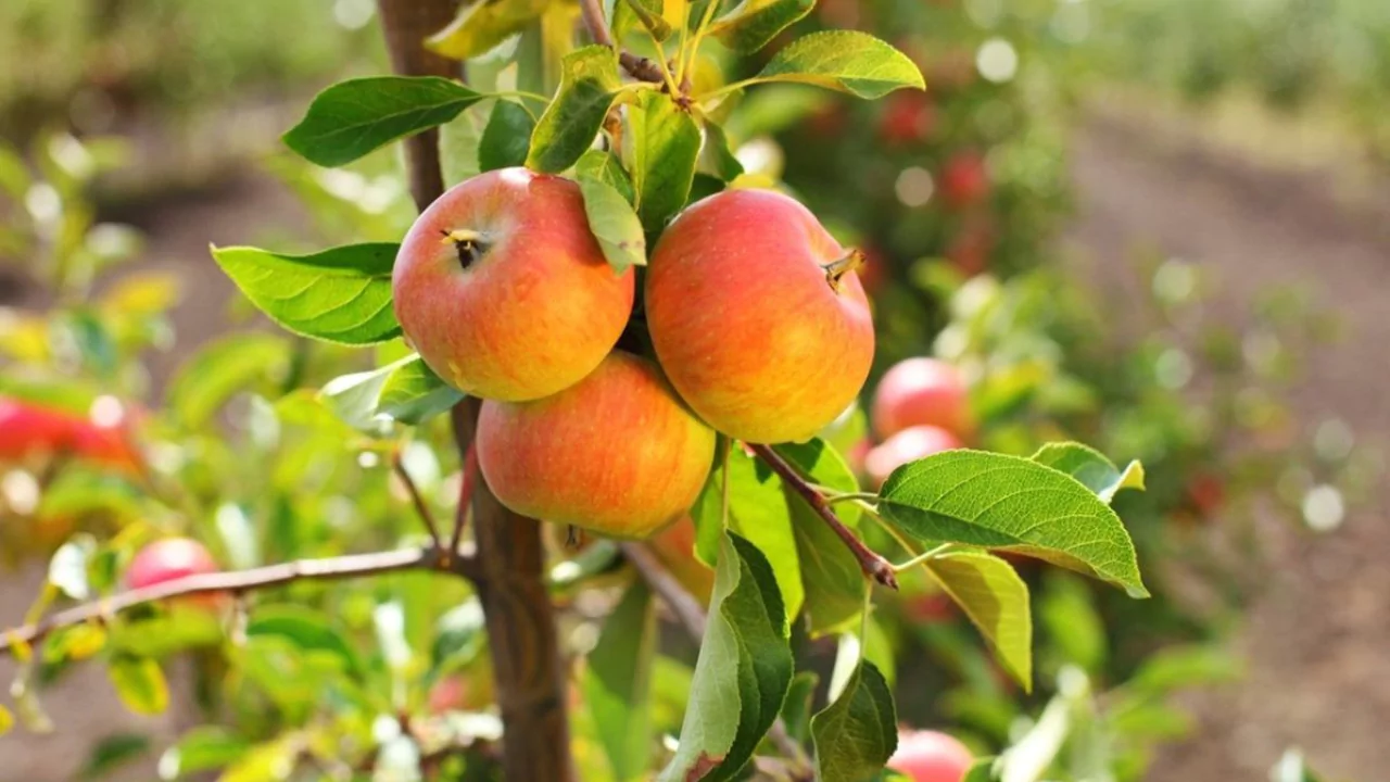 9 Plants That Love Epsom Salts 8 Fruit Trees