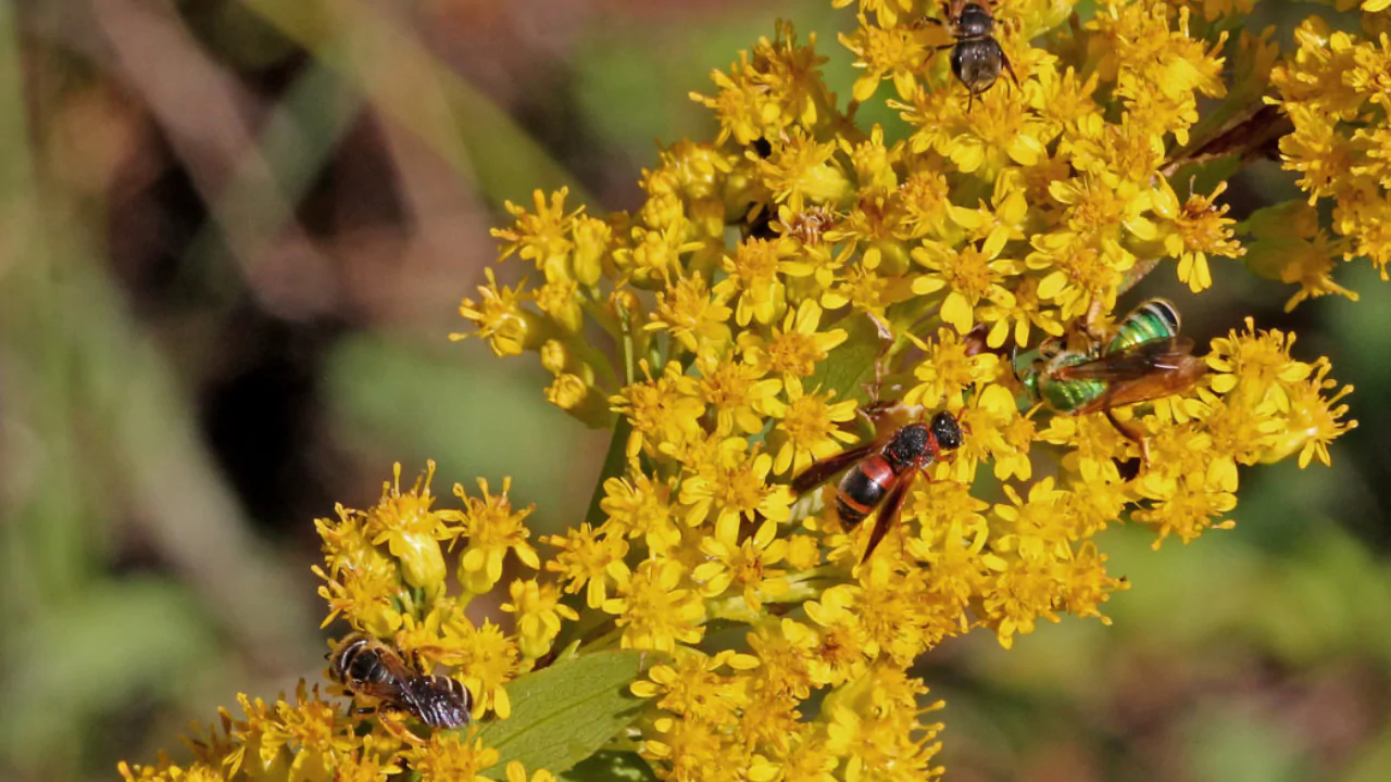 10 Plants That Don’t Like Mushroom Compost 2 Goldenrod