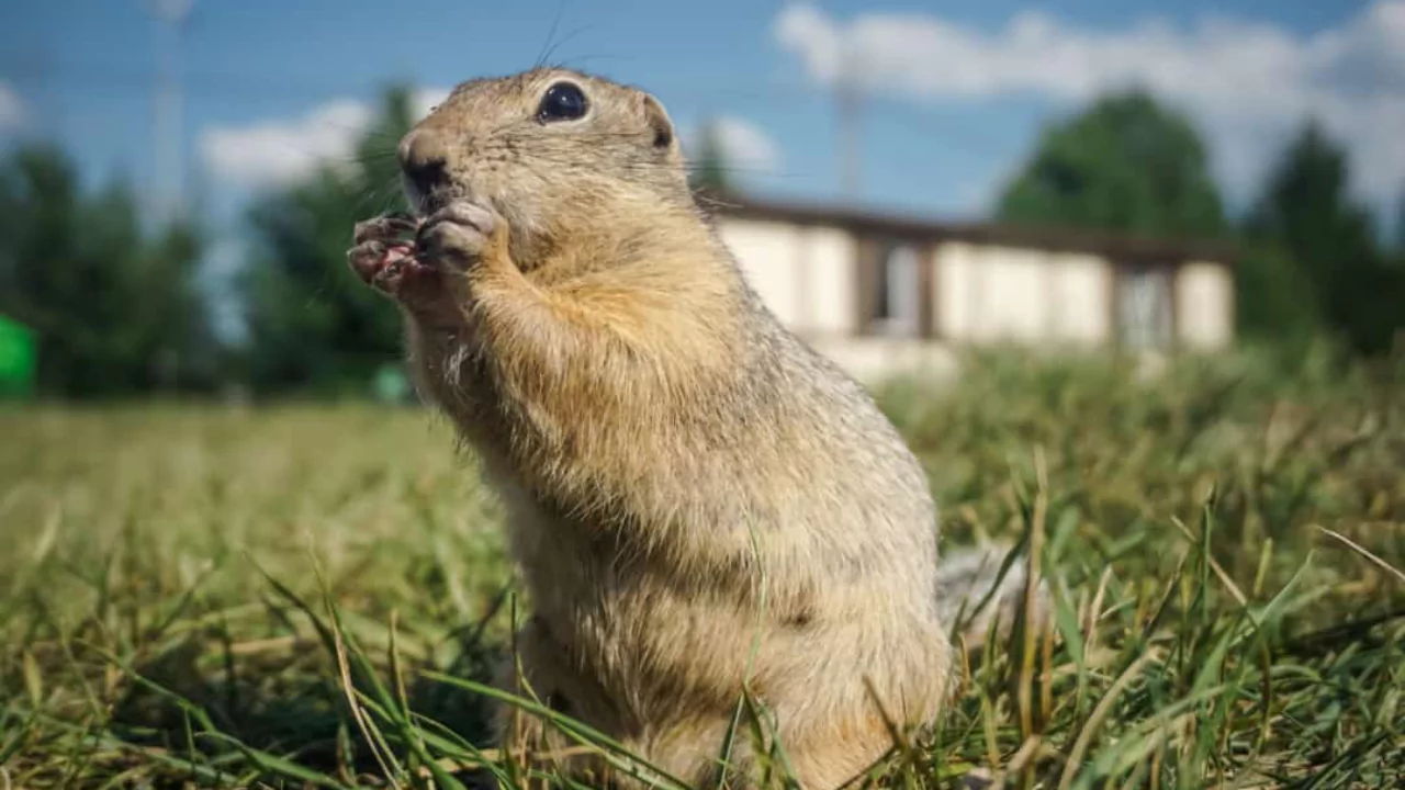 5 Best Gopher Traps for 2025 | Catch Gophers 2 Gopher 1