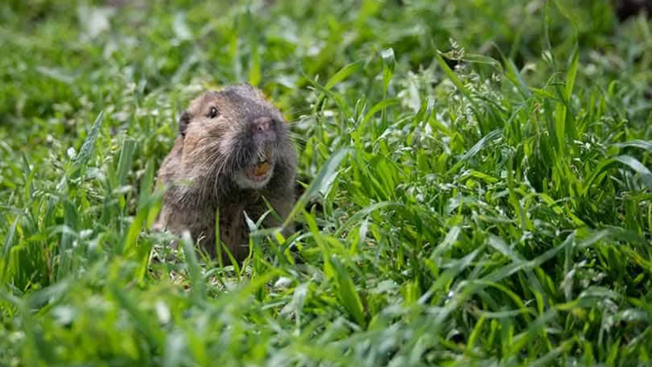 5 Best Gopher Traps for 2025 | Catch Gophers 1 Gopher traps buyers guide