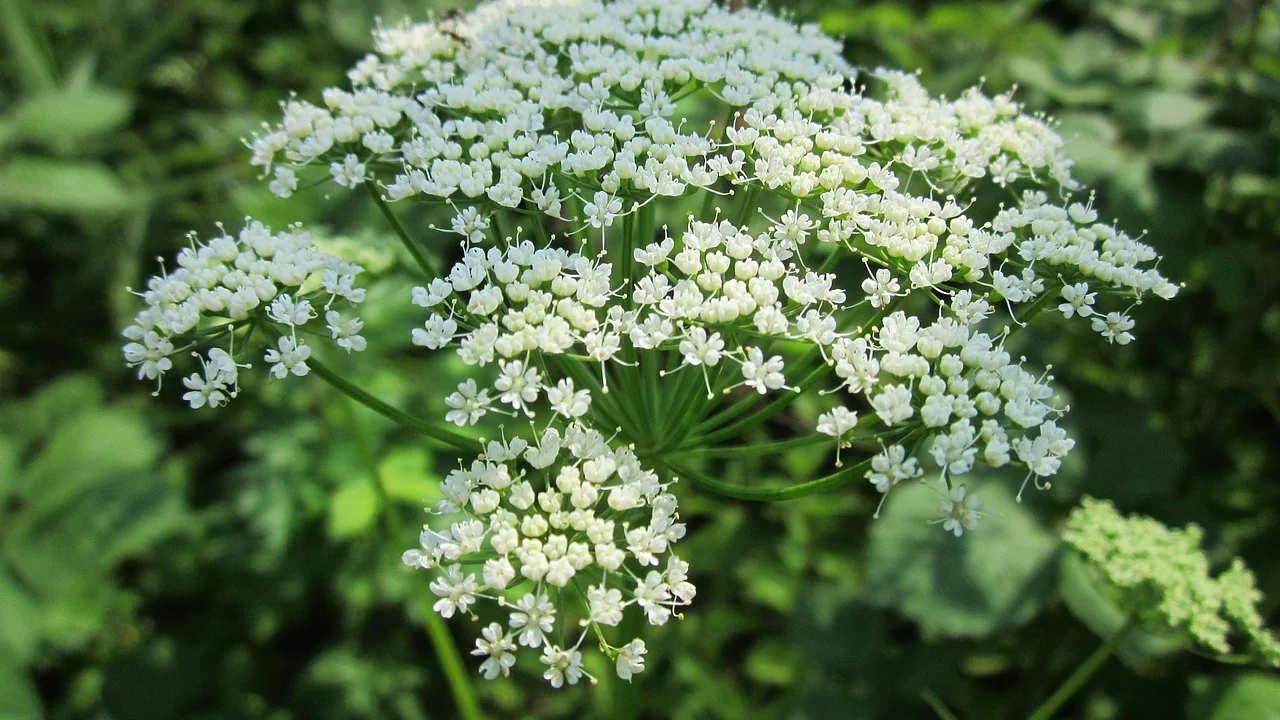 7 Most Common Weeds
