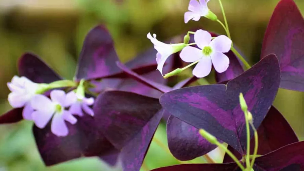 Christia Obcordata Growing Guide