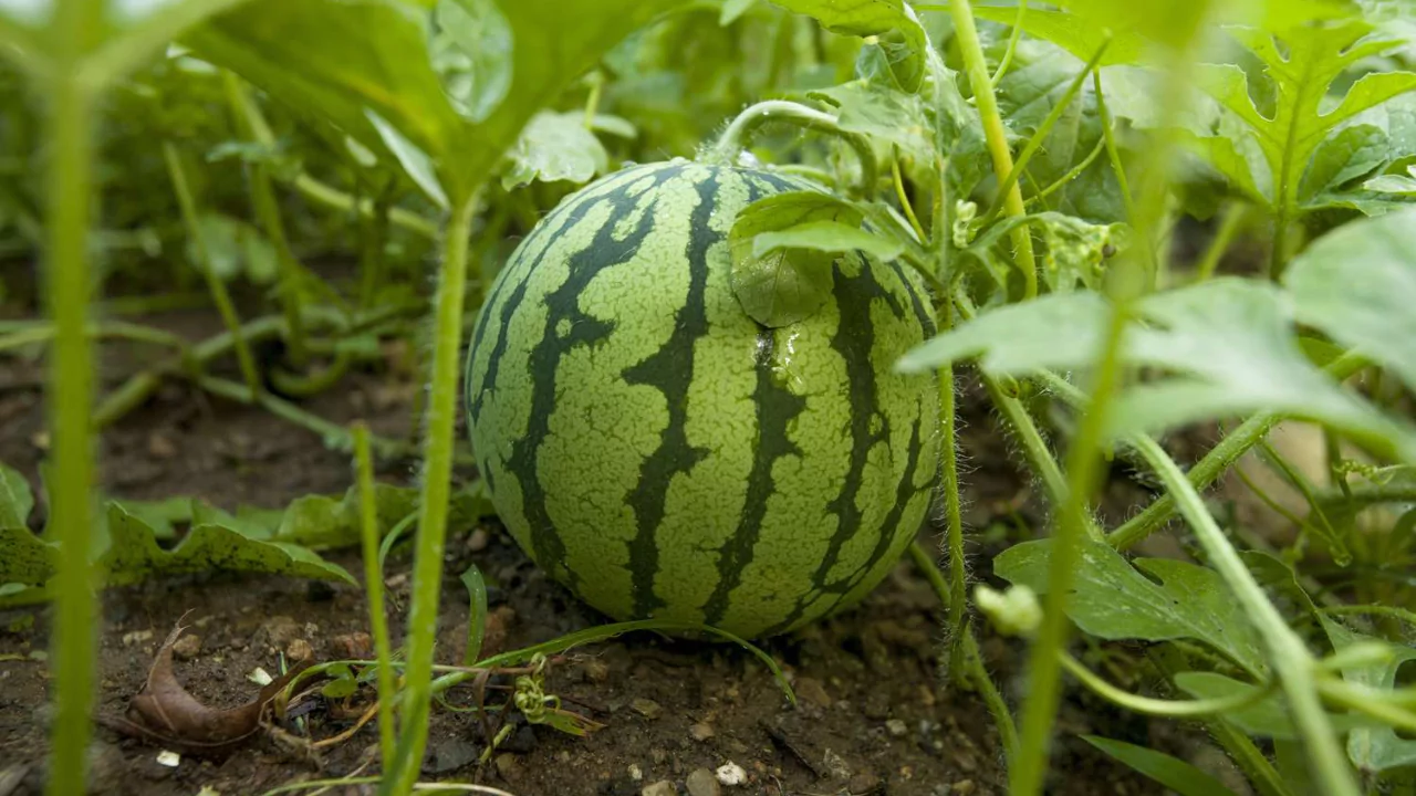 Growing watermelons