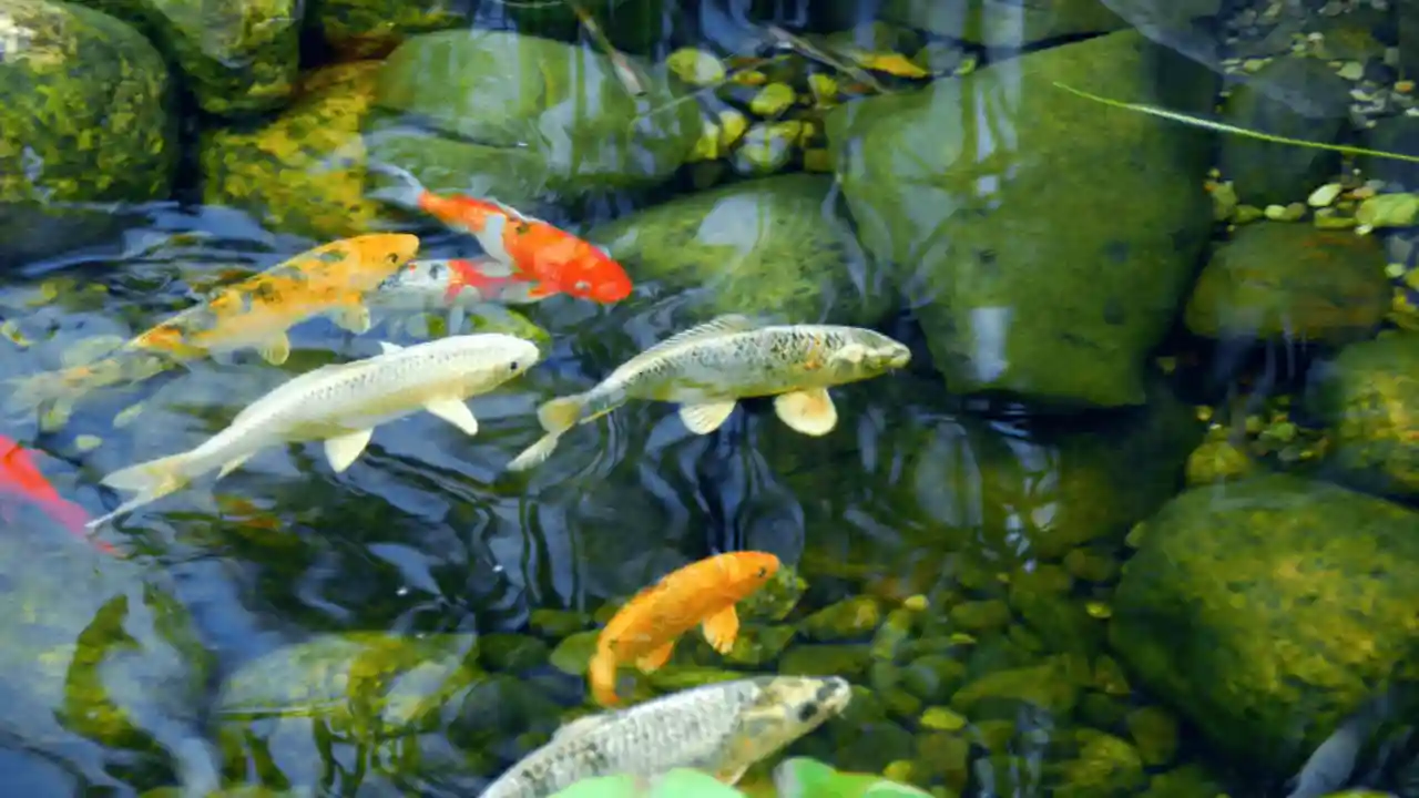 Can You Eat Koi from Your Fish Pond? 1 Healthy Koi fish
