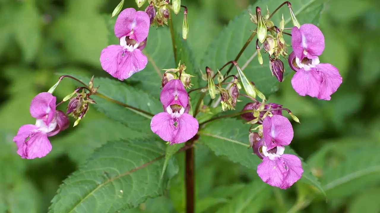 11 Tall Garden Weeds