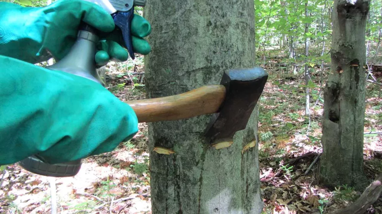 How Can Roundup Kill Mature Trees