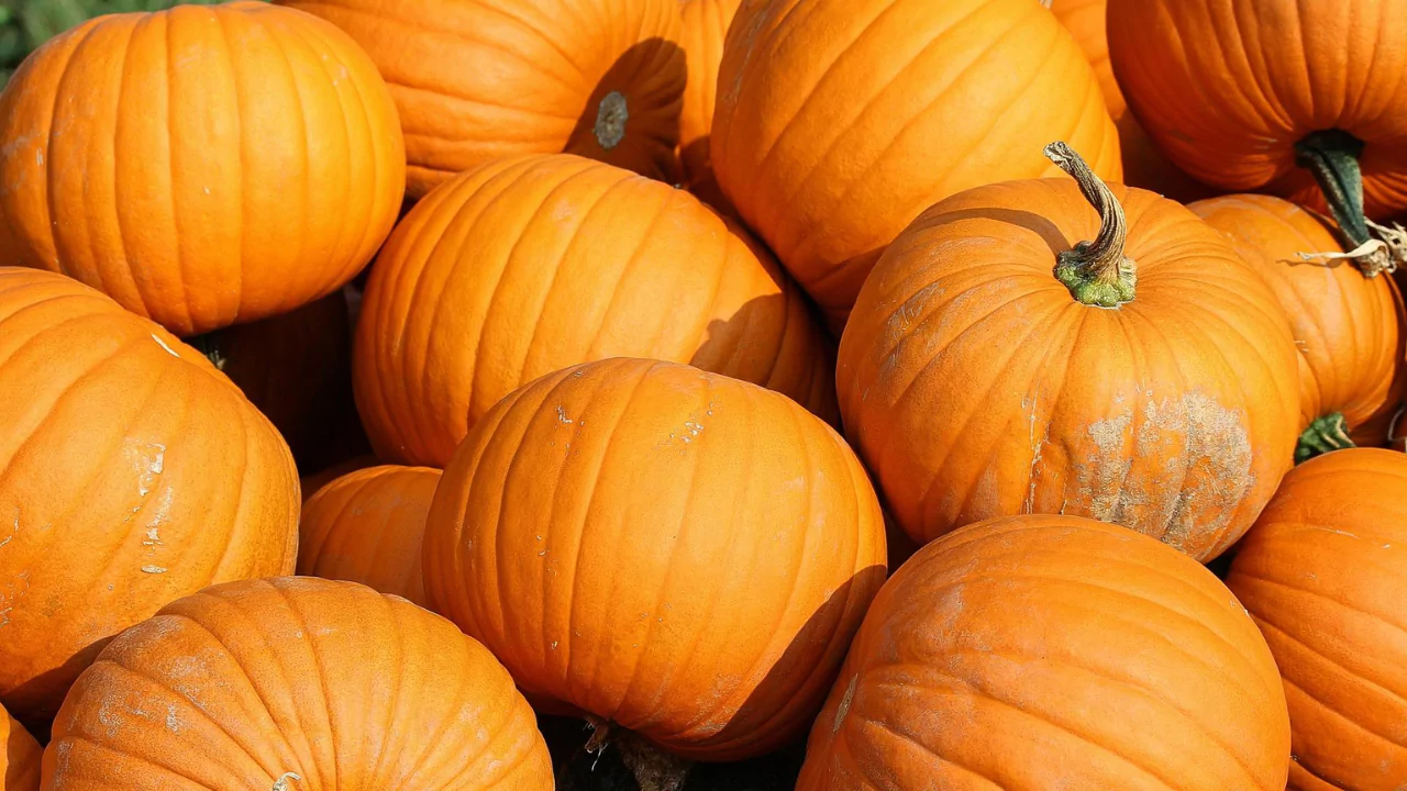 Can You Plant Pumpkin Seeds from a Store-Bought Pumpkin