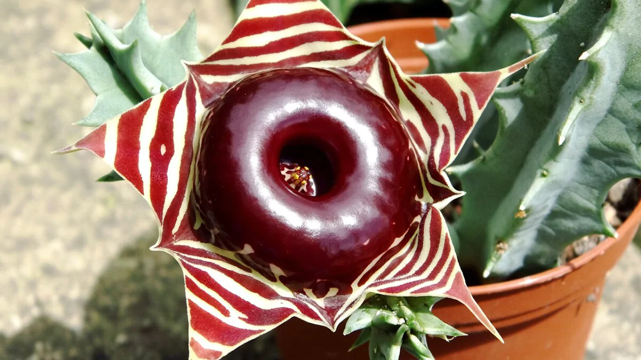 Huernia Zebrina