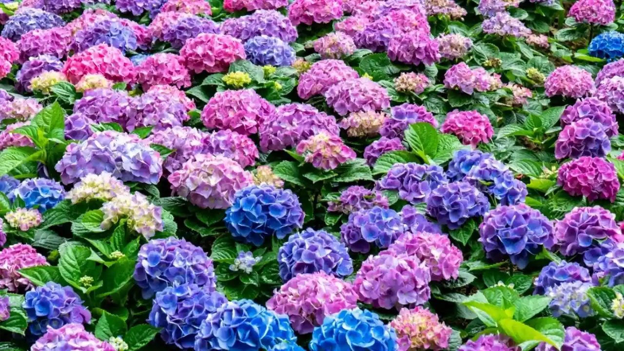 9 Plants That Love Epsom Salts 6 Hydranges