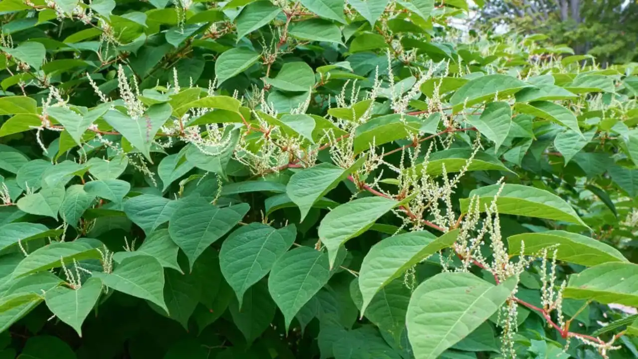 11 Tall Garden Weeds (With Images) 5 Japanese Knotweed