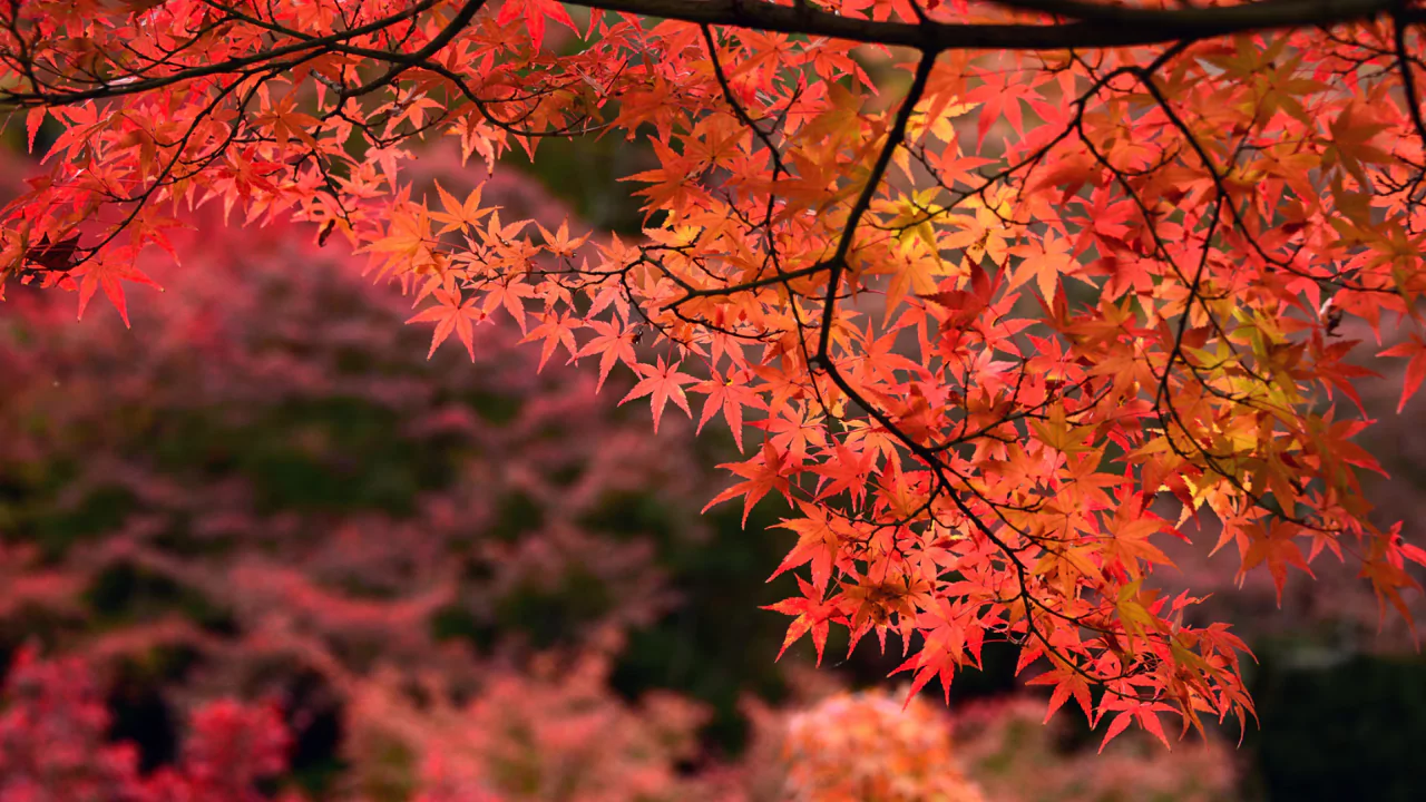 Japanese Maple Trees