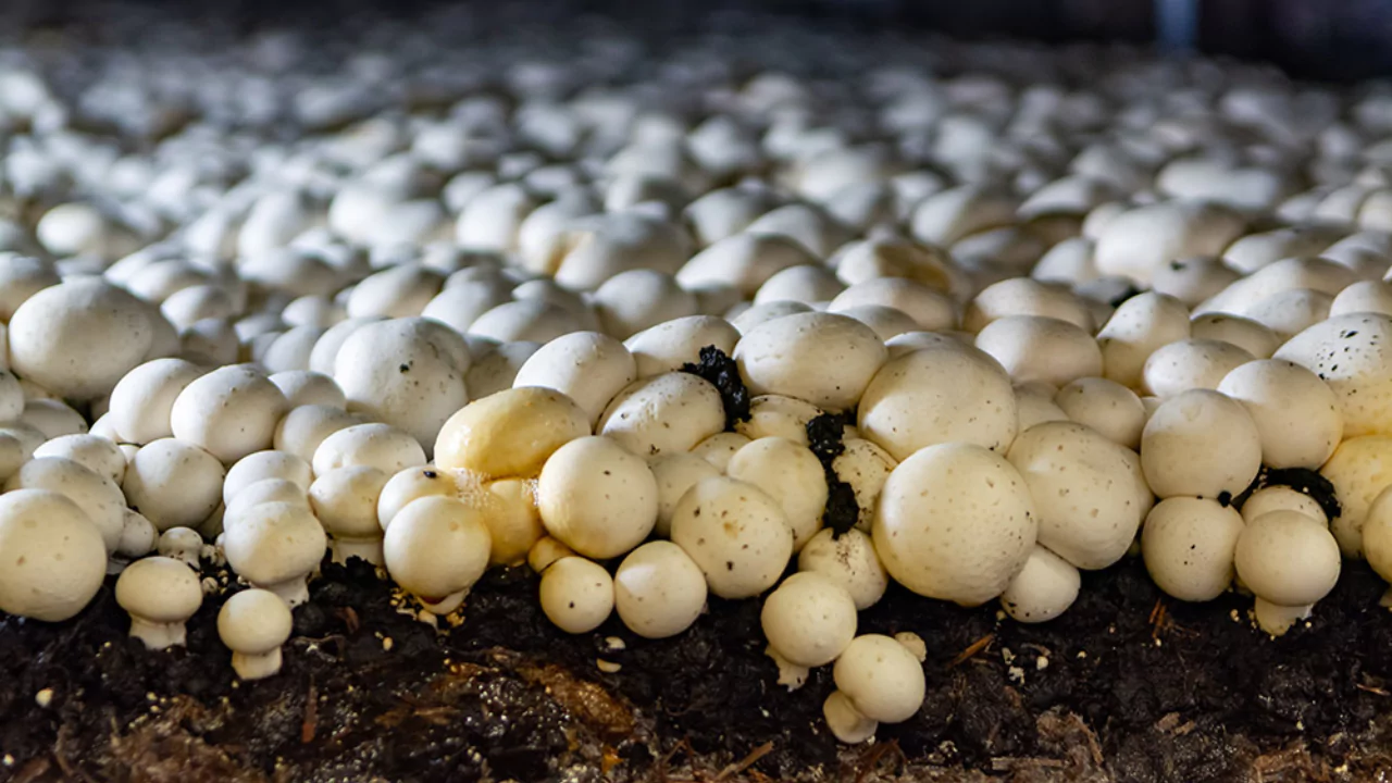 10 Plants That Don’t Like Mushroom Compost