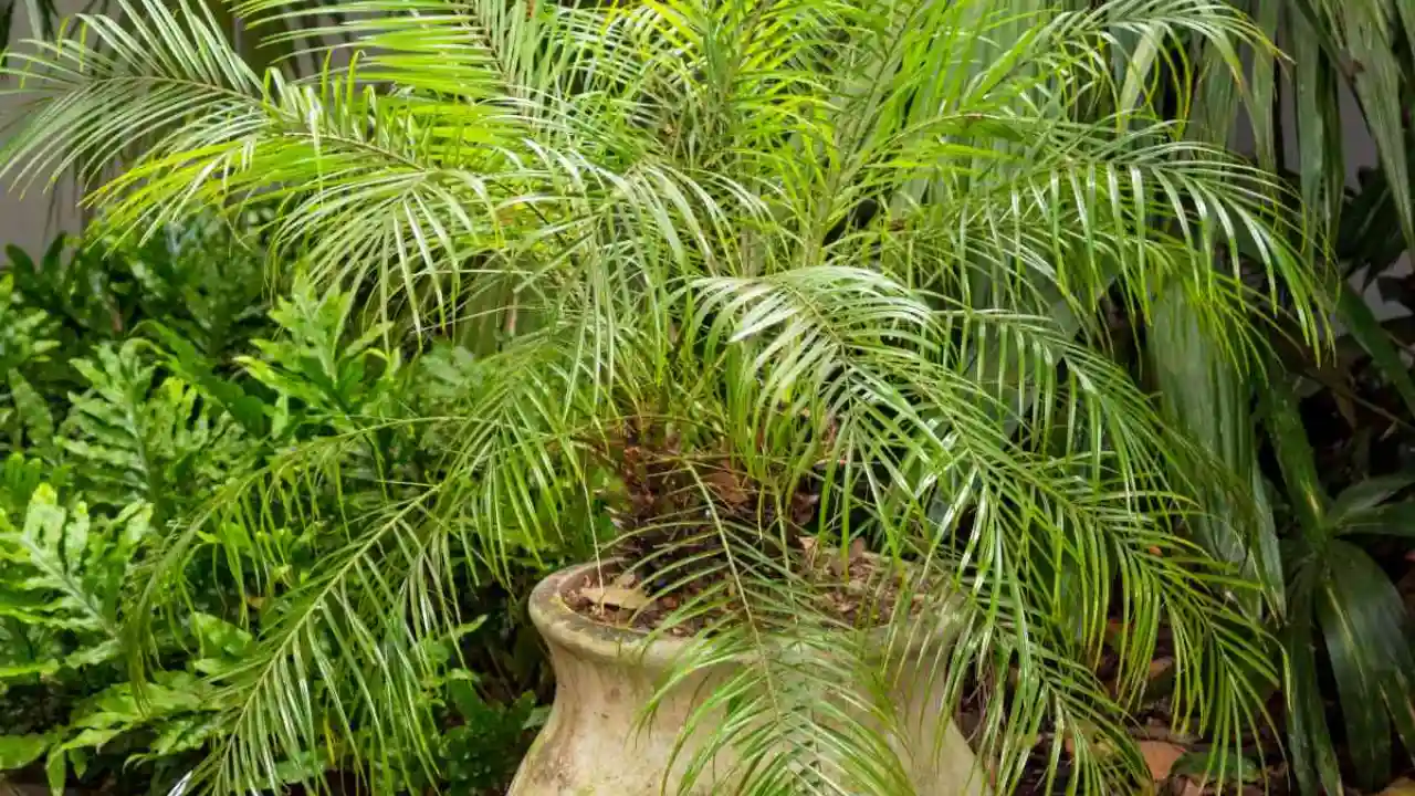 Palm trees drainage in the pots