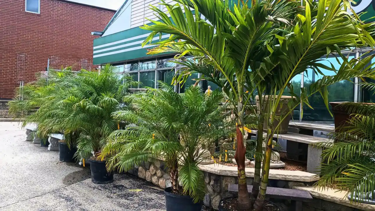 7 Small Palm Trees for Pool Area
