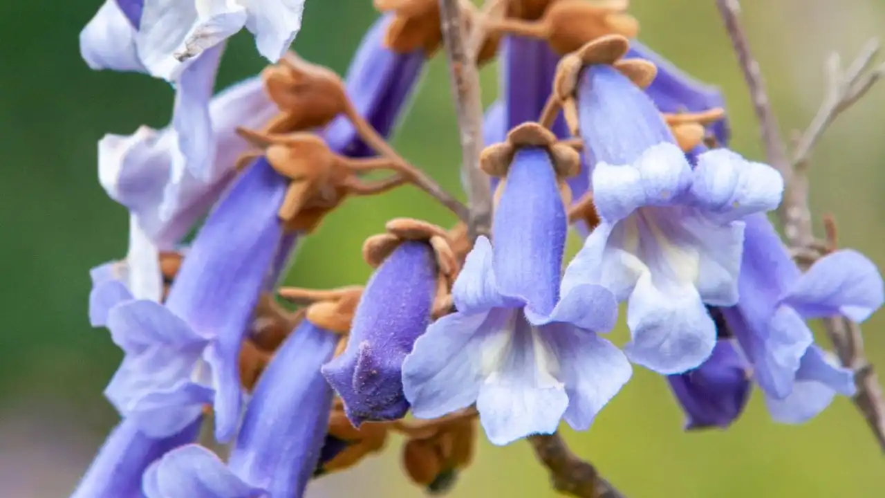 11 Tall Garden Weeds (With Images) 1 Paulownia Tomentosa