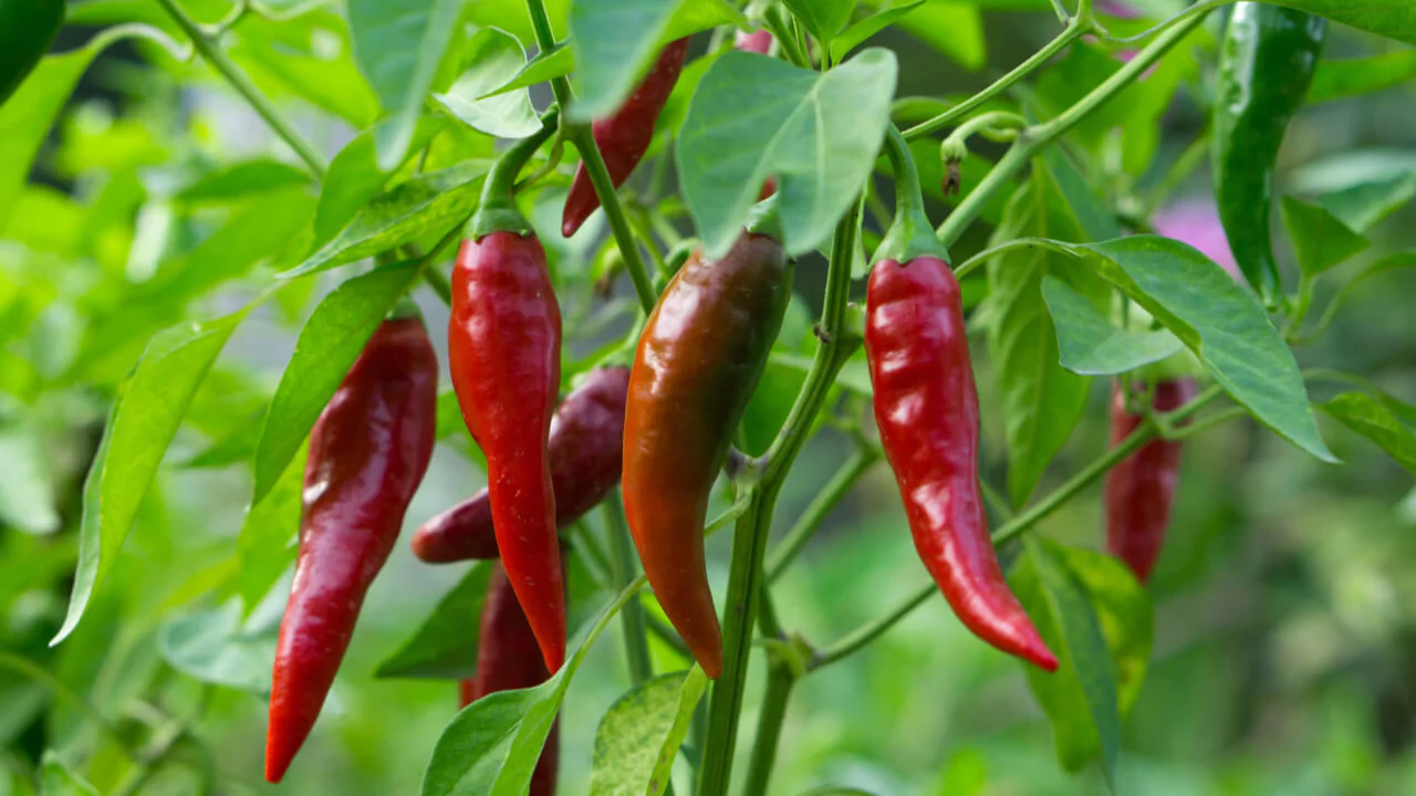 9 Plants That Love Epsom Salts 4 Peppers