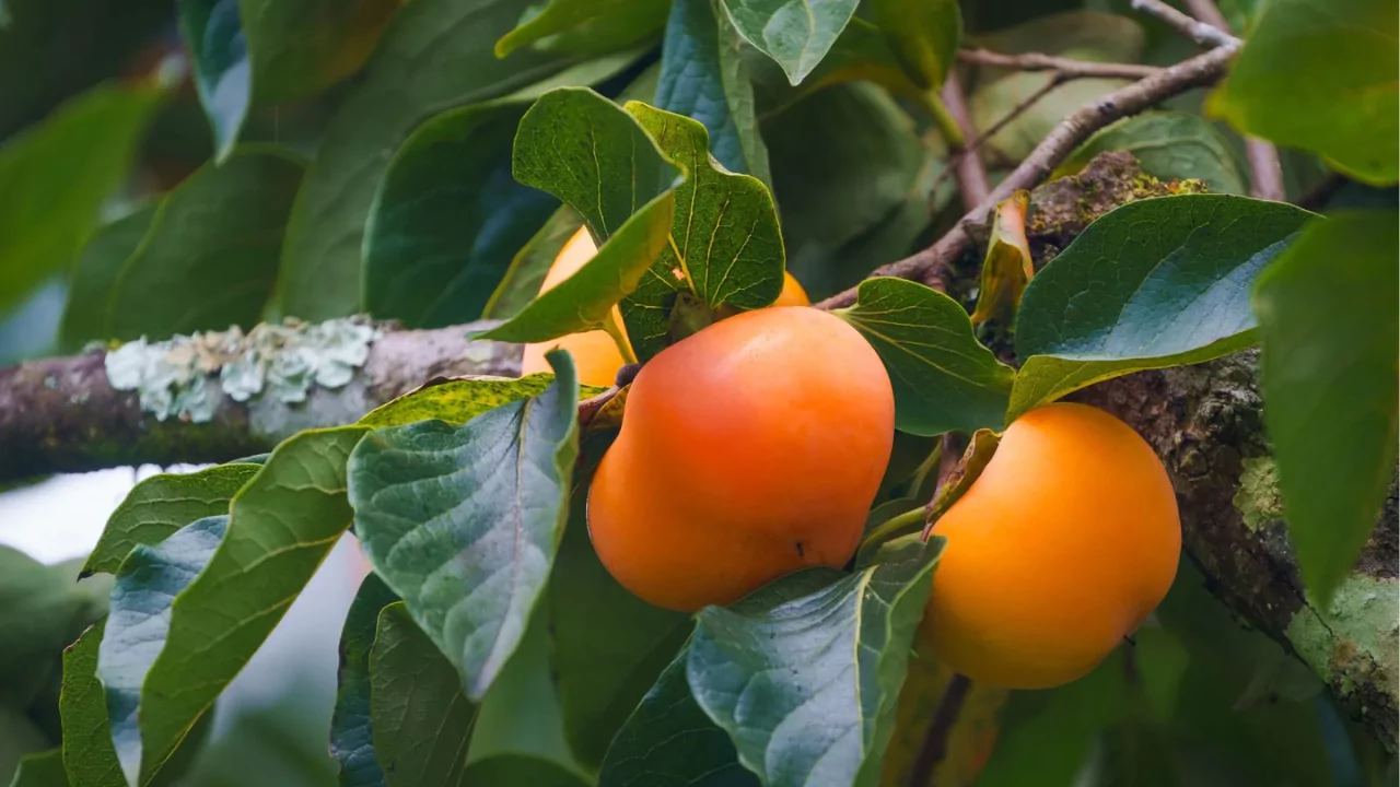 Persimmon Trees