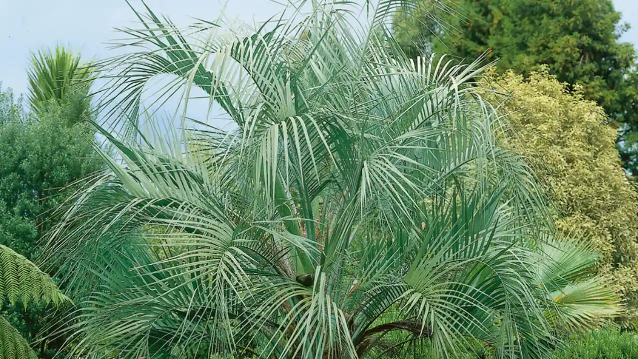 Pindo Palm