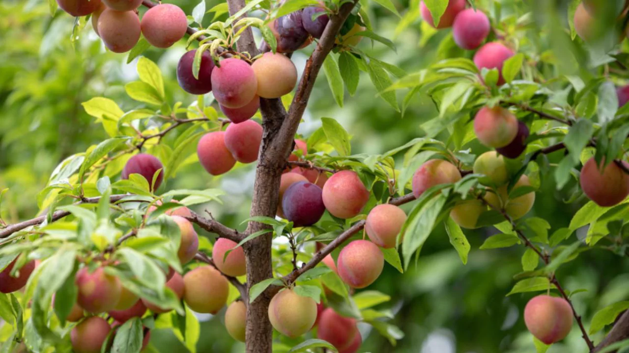 10 Best Fruit Trees For Houston