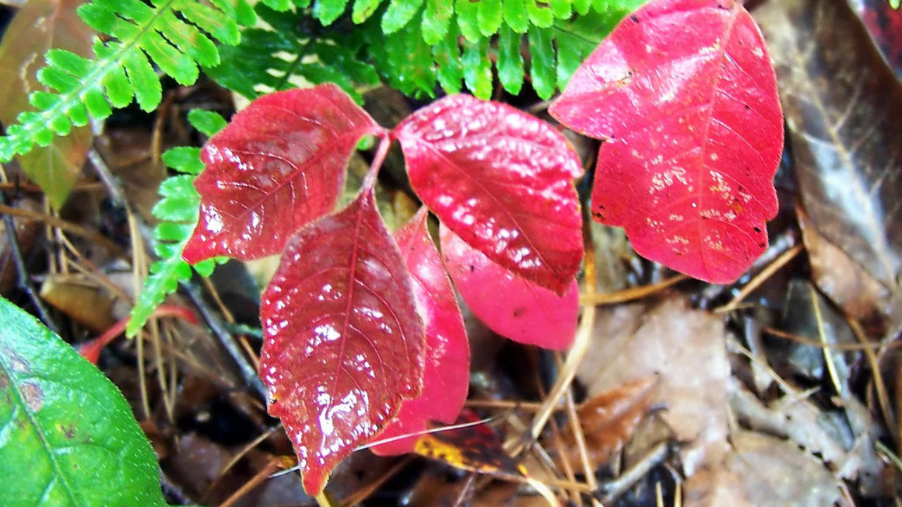 Poison ivy