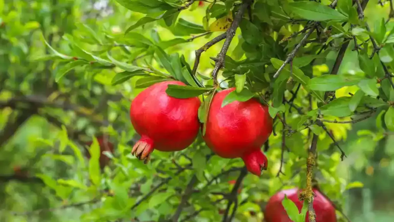 Pomegranate Trees 1