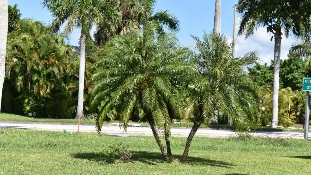 Pygmy Date Palm