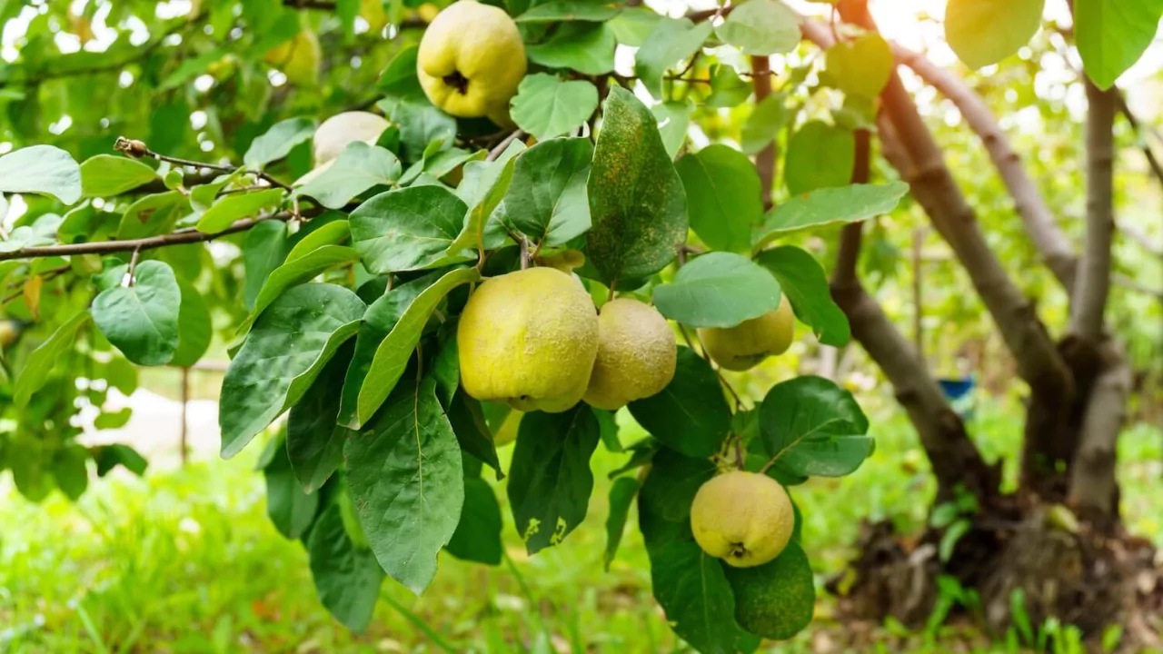 5 Trees Perfect for a Japanese Style Garden