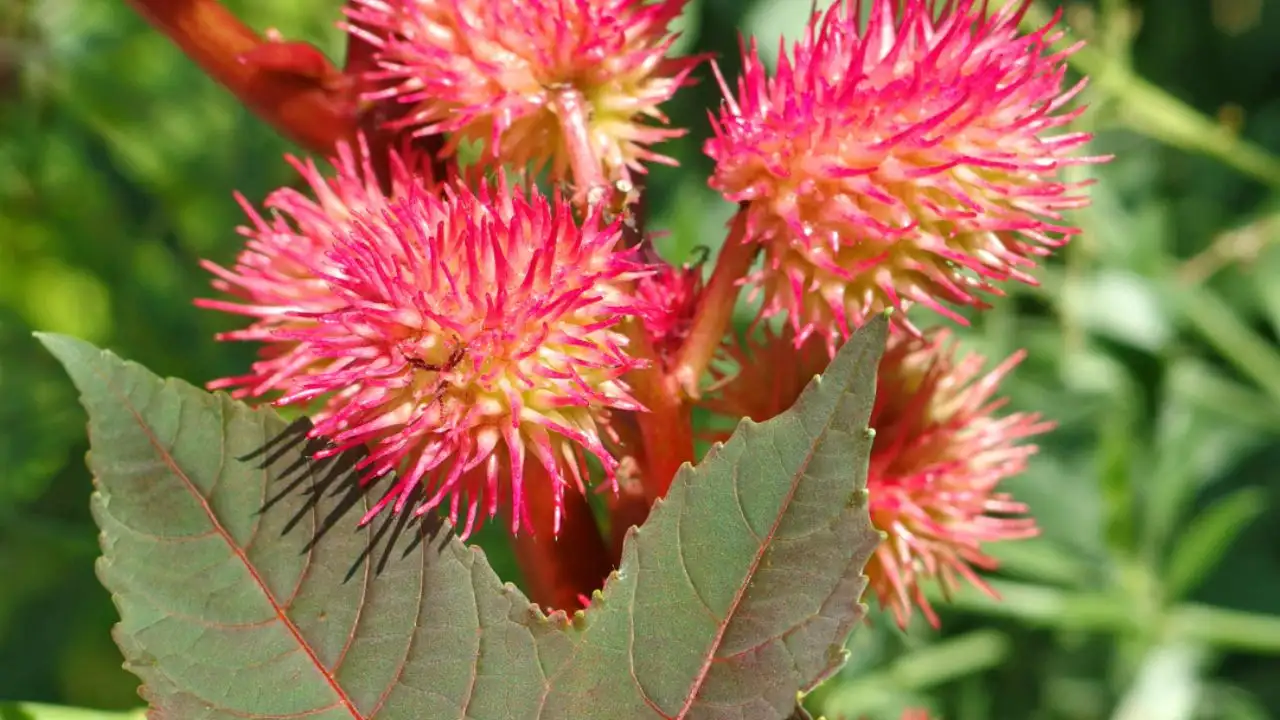 11 Tall Garden Weeds (With Images) 4 Ricinus
